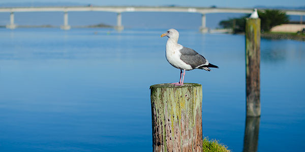 gull